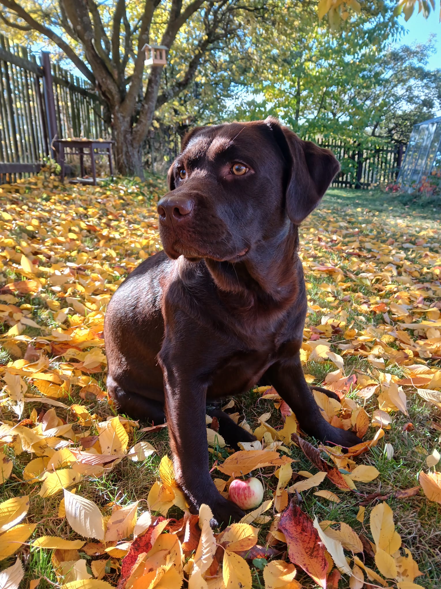 MUDr. Alena Poláková
